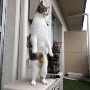 ヒメ日記 2025/01/12 19:56 投稿 ともえ奥様 人妻倶楽部　日本橋店