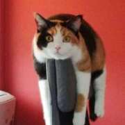 ヒメ日記 2025/01/26 16:56 投稿 ともえ奥様 人妻倶楽部　日本橋店