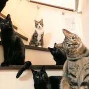 ヒメ日記 2025/02/11 02:36 投稿 ともえ奥様 人妻倶楽部　日本橋店