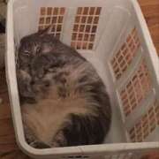 ヒメ日記 2025/02/12 17:16 投稿 ともえ奥様 人妻倶楽部　日本橋店