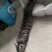 ヒメ日記 2025/02/13 16:56 投稿 ともえ奥様 人妻倶楽部　日本橋店