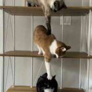 ヒメ日記 2025/02/23 05:23 投稿 ともえ奥様 人妻倶楽部　日本橋店