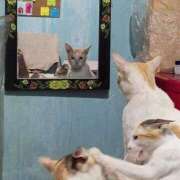 ヒメ日記 2025/02/25 19:32 投稿 ともえ奥様 人妻倶楽部　日本橋店