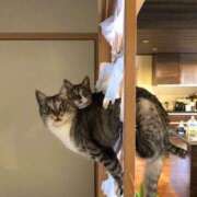 ヒメ日記 2025/03/19 18:06 投稿 ともえ奥様 人妻倶楽部　日本橋店