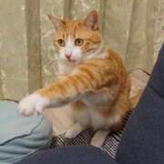 ヒメ日記 2025/03/20 17:36 投稿 ともえ奥様 人妻倶楽部　日本橋店