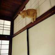 ヒメ日記 2025/03/22 20:06 投稿 ともえ奥様 人妻倶楽部　日本橋店