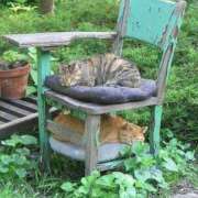 ヒメ日記 2025/03/22 20:26 投稿 ともえ奥様 人妻倶楽部　日本橋店