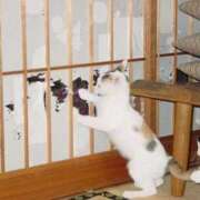 ヒメ日記 2025/03/23 18:26 投稿 ともえ奥様 人妻倶楽部　日本橋店