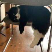 ヒメ日記 2025/03/28 18:26 投稿 ともえ奥様 人妻倶楽部　日本橋店