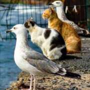 ヒメ日記 2025/04/07 16:26 投稿 ともえ奥様 人妻倶楽部　日本橋店