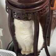 ヒメ日記 2025/04/19 17:46 投稿 ともえ奥様 人妻倶楽部　日本橋店