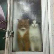 ヒメ日記 2025/04/20 17:26 投稿 ともえ奥様 人妻倶楽部　日本橋店