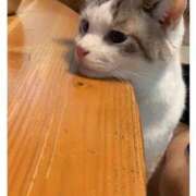 ヒメ日記 2025/04/25 14:36 投稿 ともえ奥様 人妻倶楽部　日本橋店