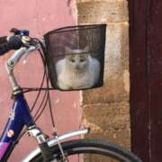 ヒメ日記 2025/05/18 18:26 投稿 ともえ奥様 人妻倶楽部　日本橋店