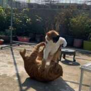 ヒメ日記 2025/05/24 14:26 投稿 ともえ奥様 人妻倶楽部　日本橋店