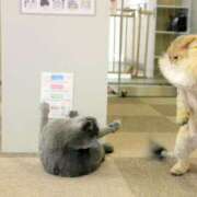 ヒメ日記 2025/06/19 16:56 投稿 ともえ奥様 人妻倶楽部　日本橋店