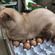 ヒメ日記 2025/06/19 17:36 投稿 ともえ奥様 人妻倶楽部　日本橋店