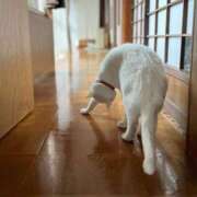 ヒメ日記 2025/06/29 15:32 投稿 ともえ奥様 人妻倶楽部　日本橋店