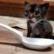 ヒメ日記 2025/09/30 20:06 投稿 ともえ奥様 人妻倶楽部　日本橋店