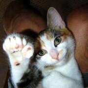 ともえ奥様 *こんにちは☆* 人妻倶楽部　日本橋店