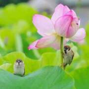 ともえ奥様 *あなたはわたしのこころをあたためてくれたから* 人妻倶楽部　日本橋店