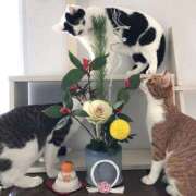 ヒメ日記 2026/01/08 16:06 投稿 ともえ奥様 人妻倶楽部　日本橋店