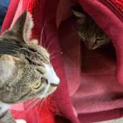 ヒメ日記 2026/02/01 17:26 投稿 ともえ奥様 人妻倶楽部　日本橋店