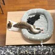 ヒメ日記 2026/02/01 17:36 投稿 ともえ奥様 人妻倶楽部　日本橋店