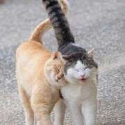 ヒメ日記 2026/02/08 20:46 投稿 ともえ奥様 人妻倶楽部　日本橋店