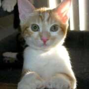 ともえ奥様 *お題の日記、かしこさ編* 人妻倶楽部　日本橋店