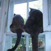 ともえ奥様 *こんばんは♫と、お礼の日記です* 人妻倶楽部　日本橋店