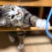 ヒメ日記 2026/03/10 18:36 投稿 ともえ奥様 人妻倶楽部　日本橋店