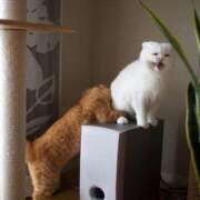 ヒメ日記 2026/03/11 17:36 投稿 ともえ奥様 人妻倶楽部　日本橋店