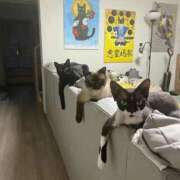 ヒメ日記 2026/03/15 16:06 投稿 ともえ奥様 人妻倶楽部　日本橋店