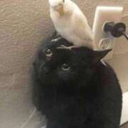 ヒメ日記 2026/03/21 16:46 投稿 ともえ奥様 人妻倶楽部　日本橋店