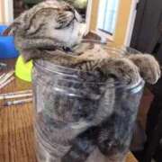 ヒメ日記 2026/03/22 15:42 投稿 ともえ奥様 人妻倶楽部　日本橋店