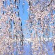 ヒメ日記 2026/04/07 15:56 投稿 ともえ奥様 人妻倶楽部　日本橋店