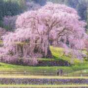 ヒメ日記 2026/04/07 17:56 投稿 ともえ奥様 人妻倶楽部　日本橋店