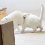 ヒメ日記 2026/04/09 15:36 投稿 ともえ奥様 人妻倶楽部　日本橋店