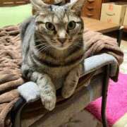 ヒメ日記 2026/04/12 16:36 投稿 ともえ奥様 人妻倶楽部　日本橋店