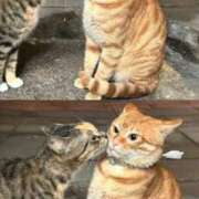 ヒメ日記 2026/04/12 20:16 投稿 ともえ奥様 人妻倶楽部　日本橋店