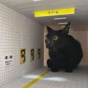 ともえ奥様 *こんにちは🎵* 人妻倶楽部　日本橋店
