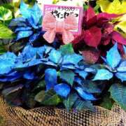 ヒメ日記 2024/12/22 22:06 投稿 りん奥様 人妻倶楽部　日本橋店