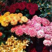 ヒメ日記 2024/12/26 22:06 投稿 りん奥様 人妻倶楽部　日本橋店