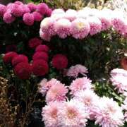 ヒメ日記 2024/12/28 22:16 投稿 りん奥様 人妻倶楽部　日本橋店