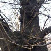 ヒメ日記 2025/03/22 21:56 投稿 りん奥様 人妻倶楽部　日本橋店