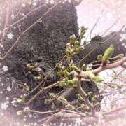 ヒメ日記 2025/03/26 21:46 投稿 りん奥様 人妻倶楽部　日本橋店