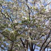 ヒメ日記 2025/04/29 21:56 投稿 りん奥様 人妻倶楽部　日本橋店