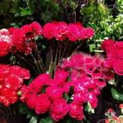 ヒメ日記 2025/05/06 21:36 投稿 りん奥様 人妻倶楽部　日本橋店