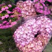 ヒメ日記 2025/06/10 21:46 投稿 りん奥様 人妻倶楽部　日本橋店